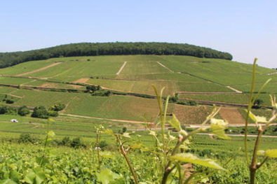 Corton Hillside With Corton-Charlemagne Vineyards